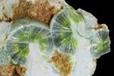 Radiating, Green Wavellite Crystal Aggregation - Arkansas #127125-1